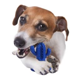 All For Paws Dental Cactus Tandrensare Med Sugkopp Small Blå